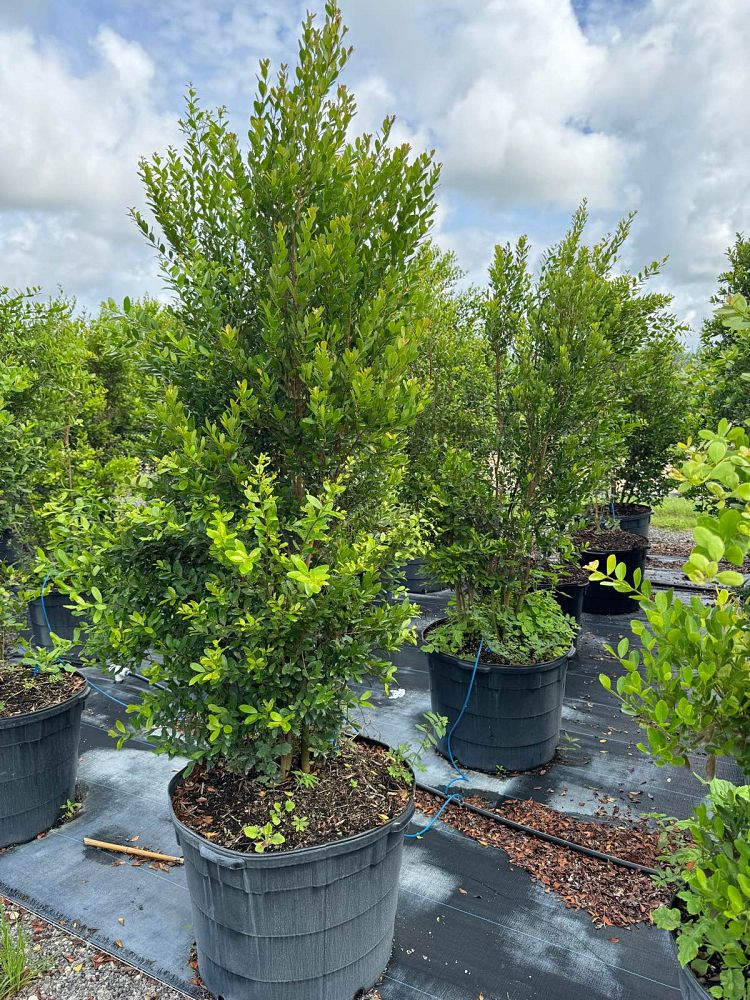 eugenia-foetida-spanish-stopper