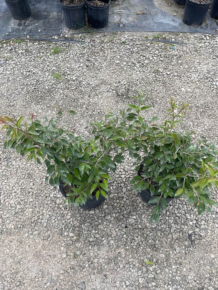 eugenia-foetida-spanish-stopper