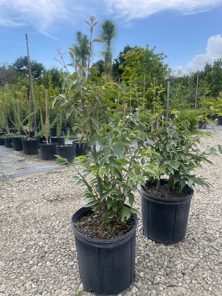 eugenia-foetida-spanish-stopper