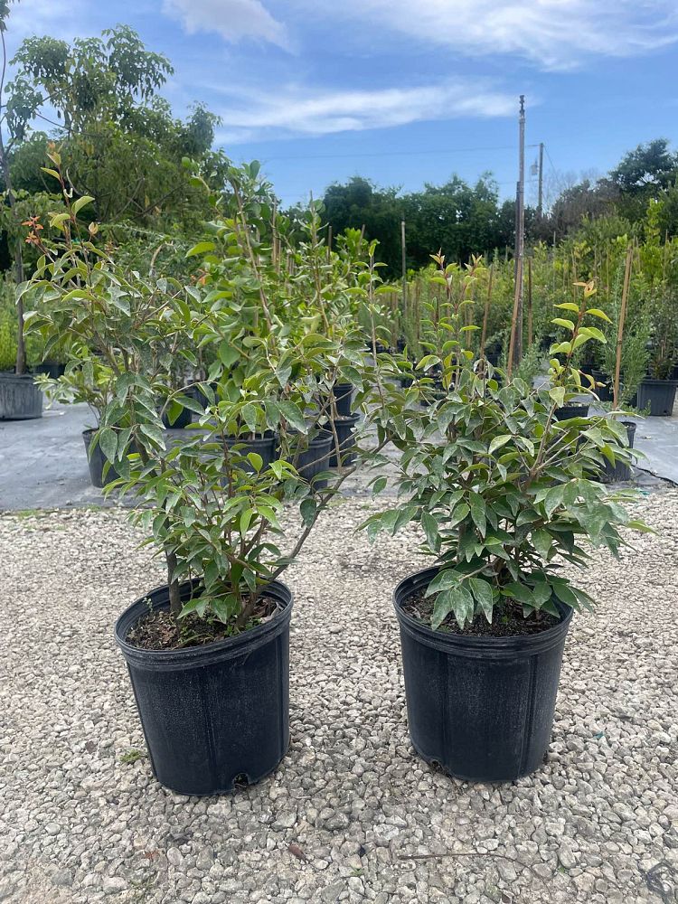 eugenia-foetida-spanish-stopper