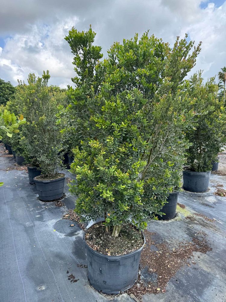 eugenia-foetida-spanish-stopper