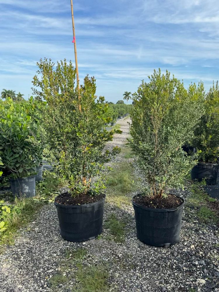 eugenia-foetida-spanish-stopper