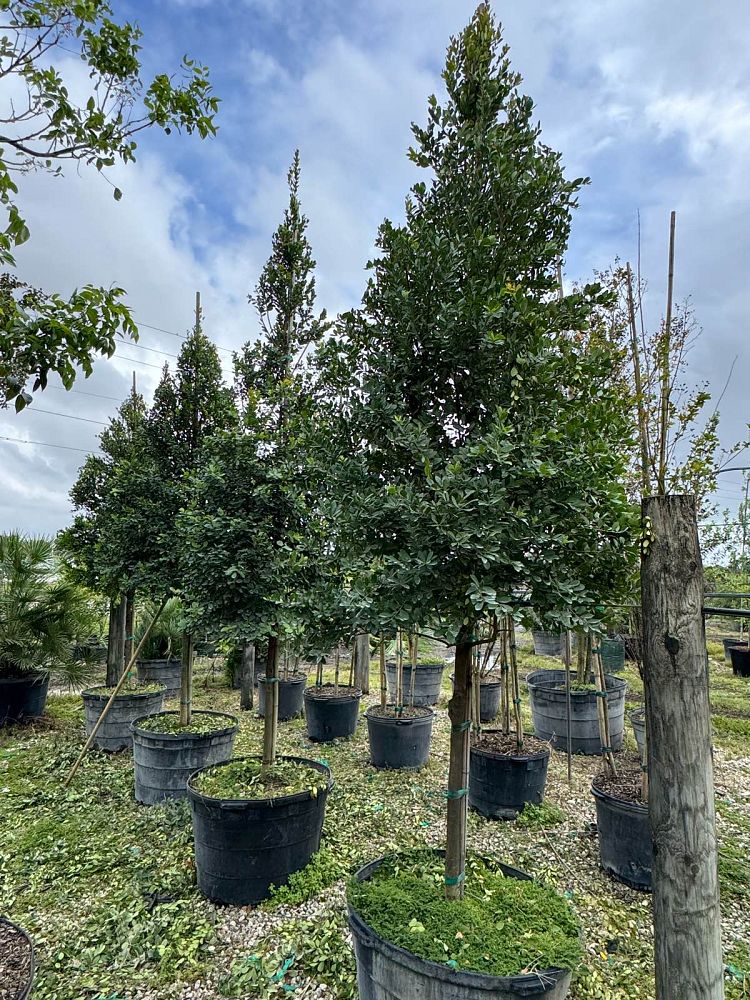 eugenia-foetida-spanish-stopper