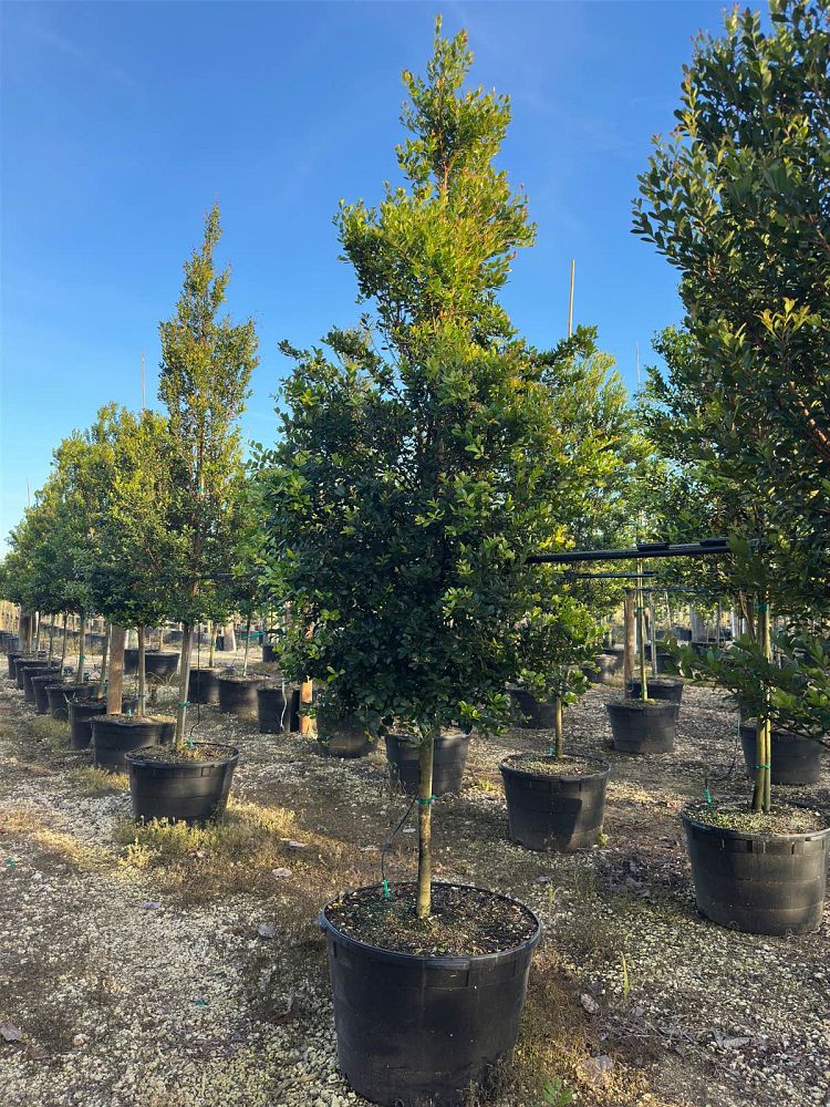 eugenia-foetida-spanish-stopper