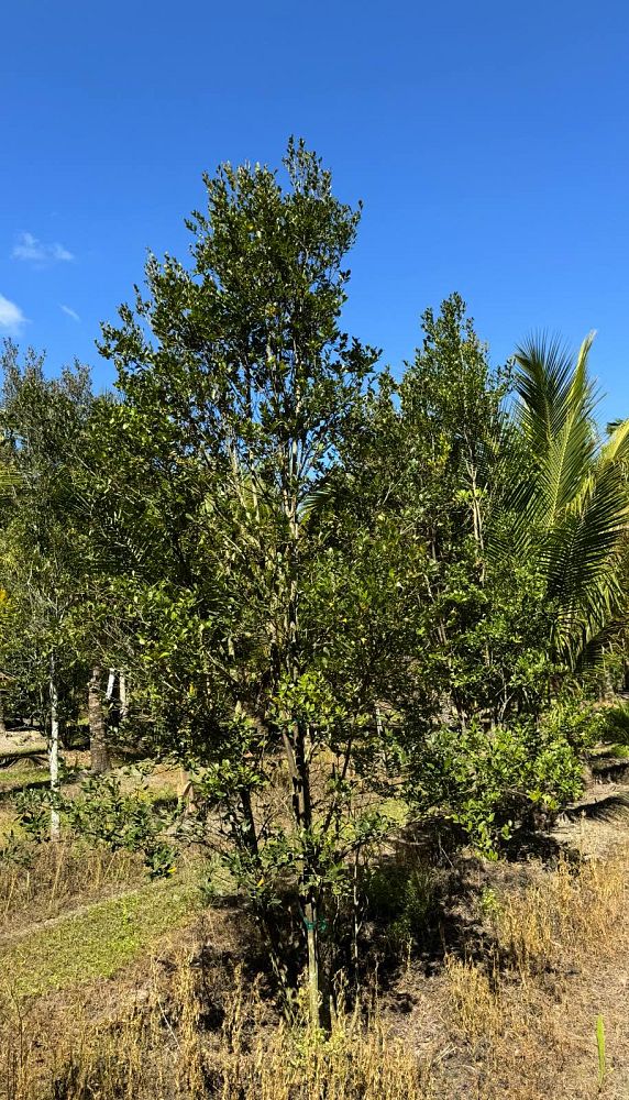 eugenia-foetida-spanish-stopper