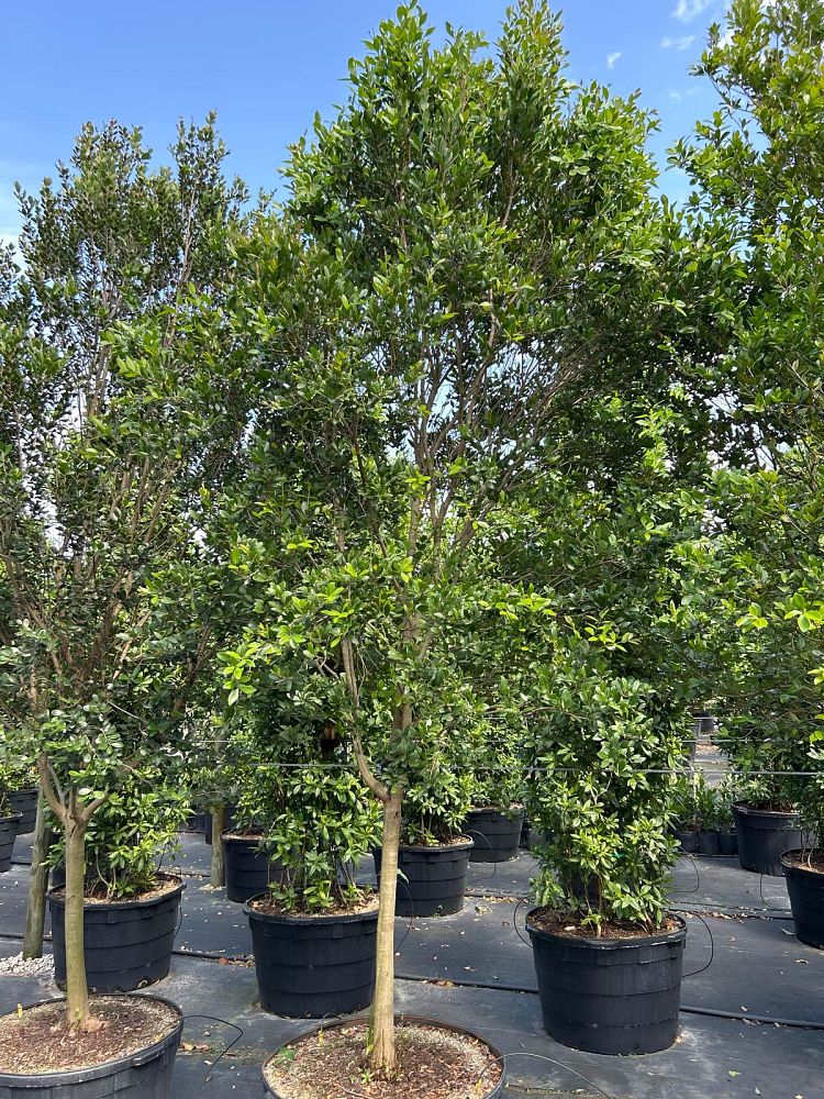 eugenia-foetida-spanish-stopper