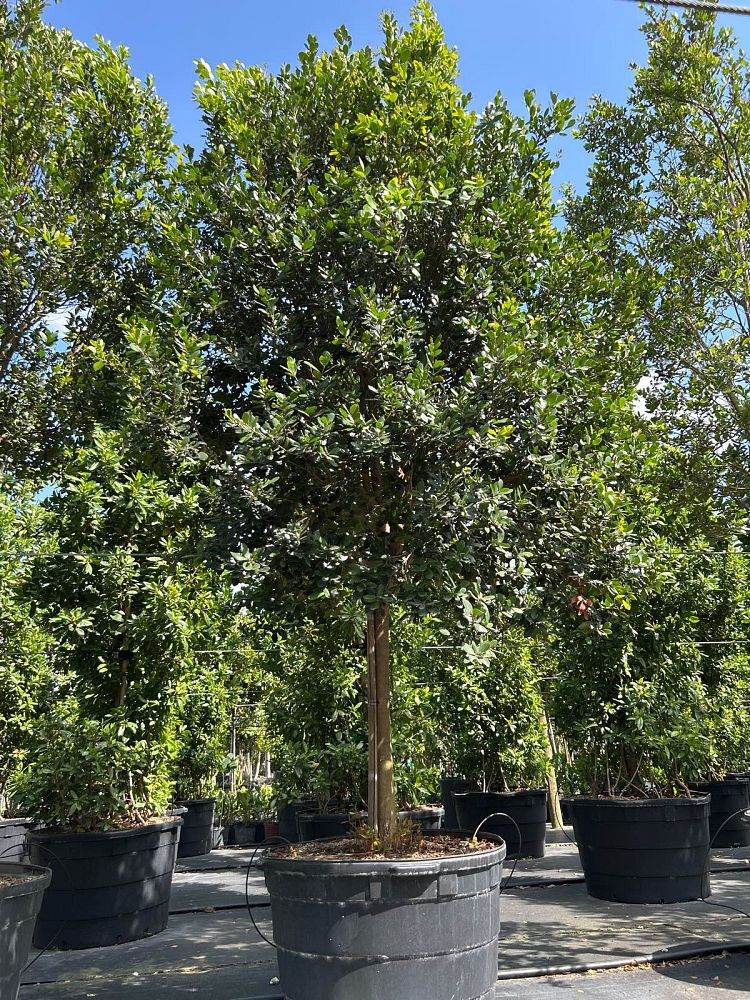 eugenia-foetida-spanish-stopper