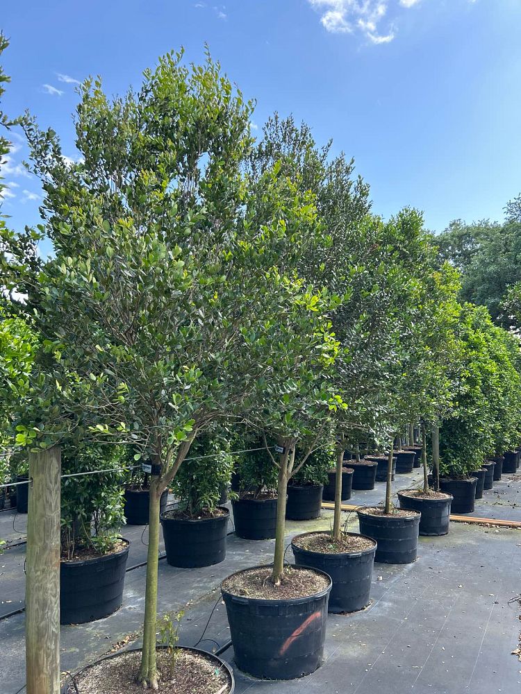 eugenia-foetida-spanish-stopper
