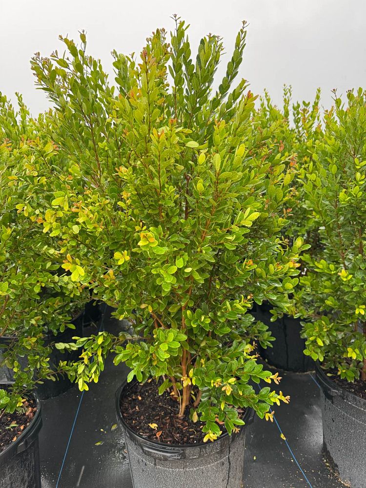 eugenia-foetida-spanish-stopper