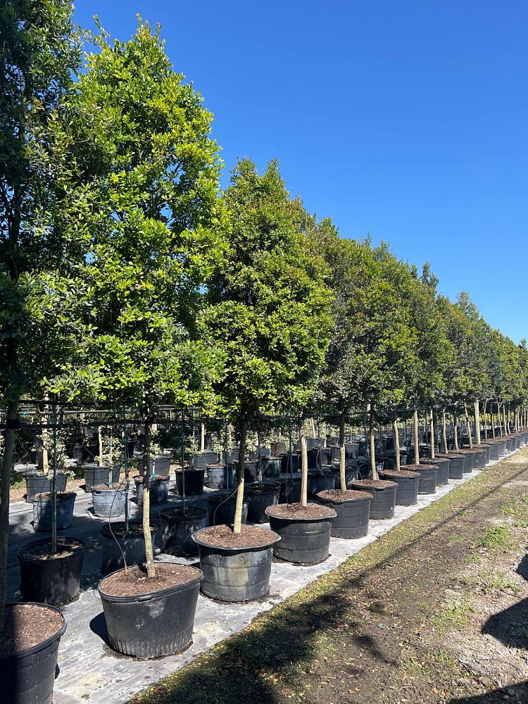 eugenia-foetida-spanish-stopper