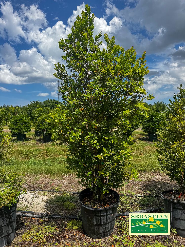 eugenia-foetida-spanish-stopper