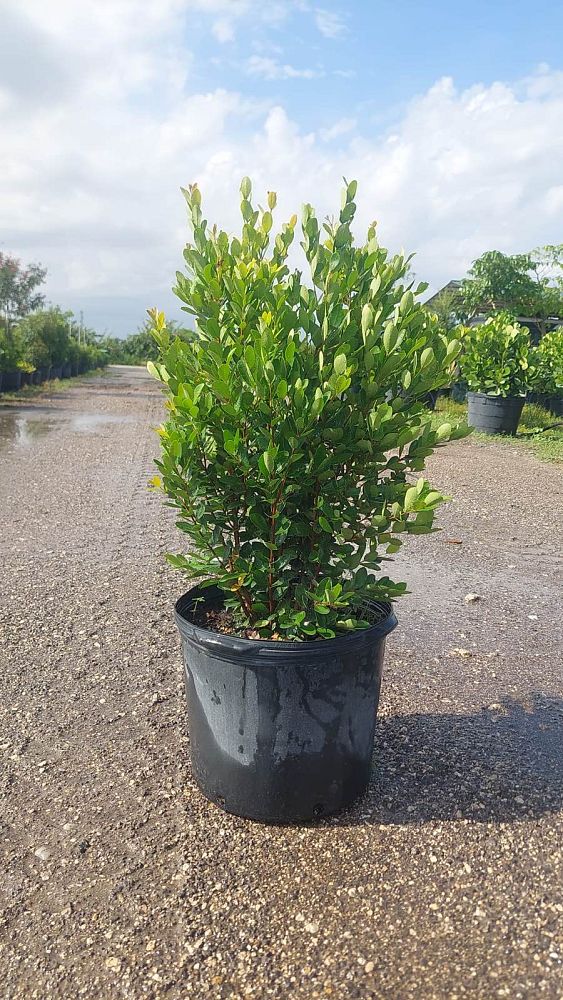 eugenia-foetida-spanish-stopper