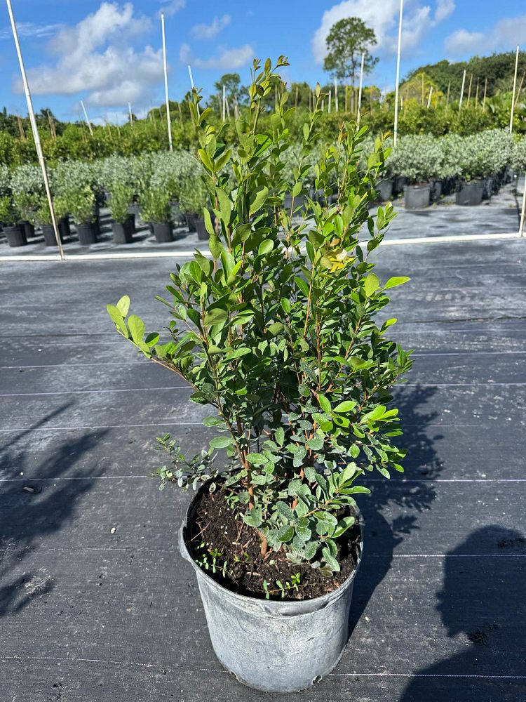 eugenia-foetida-spanish-stopper