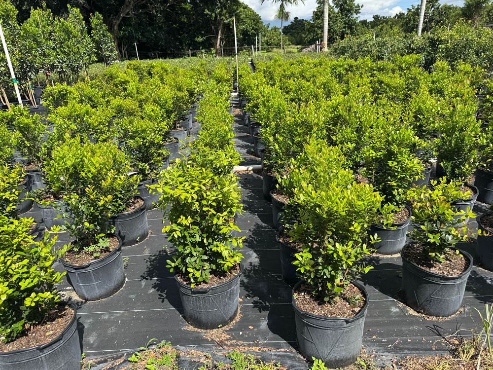 eugenia-foetida-spanish-stopper