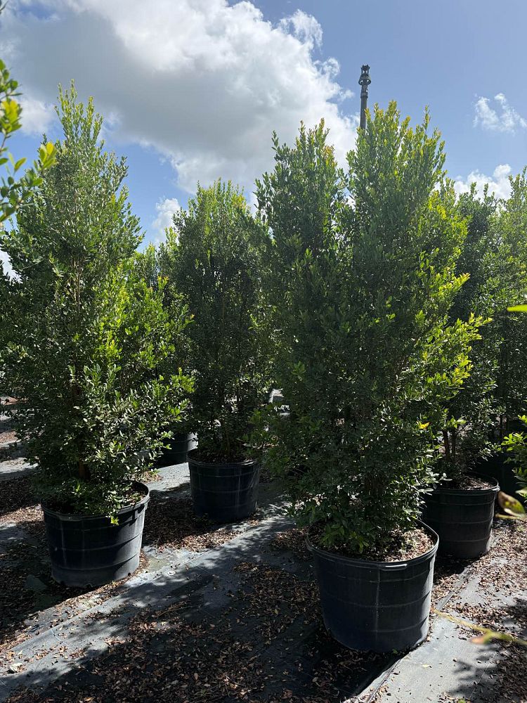eugenia-foetida-spanish-stopper