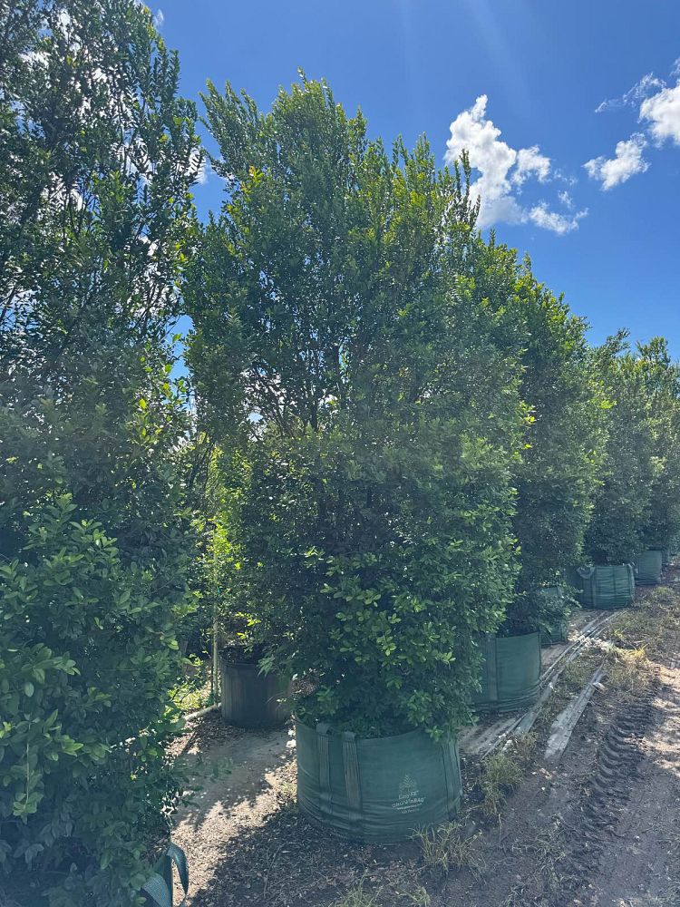 eugenia-foetida-spanish-stopper