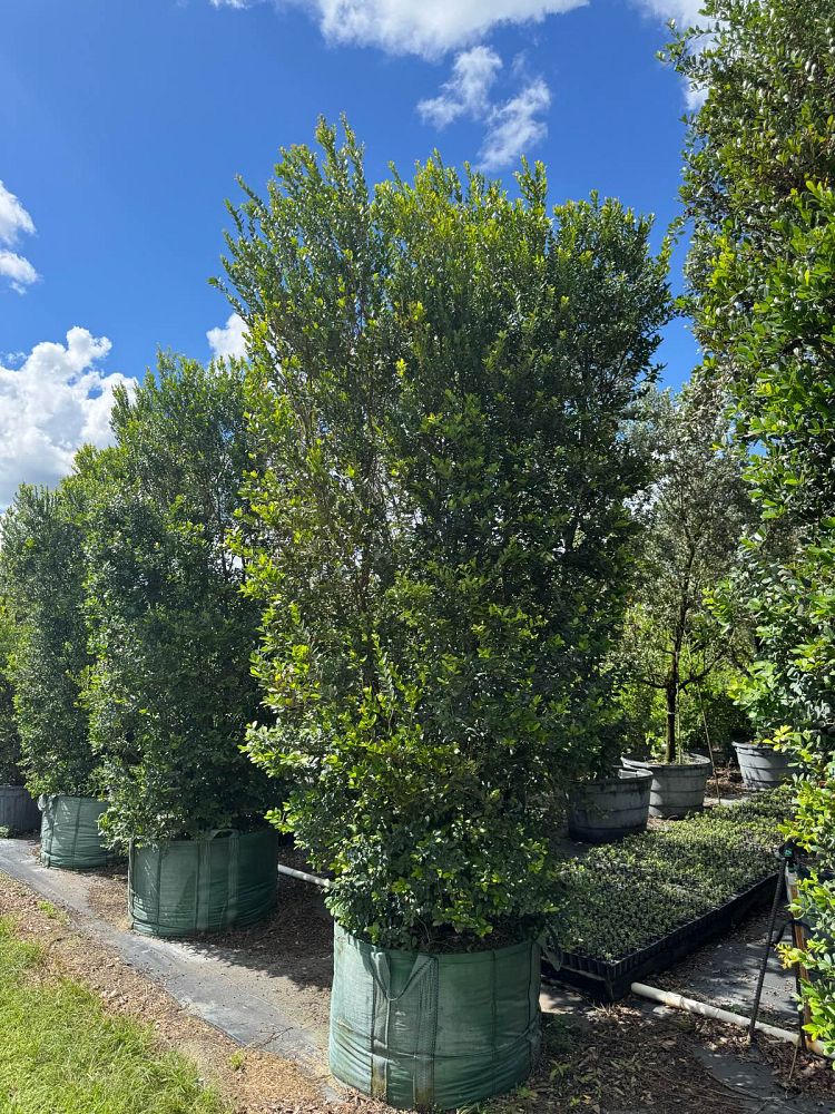 eugenia-foetida-spanish-stopper