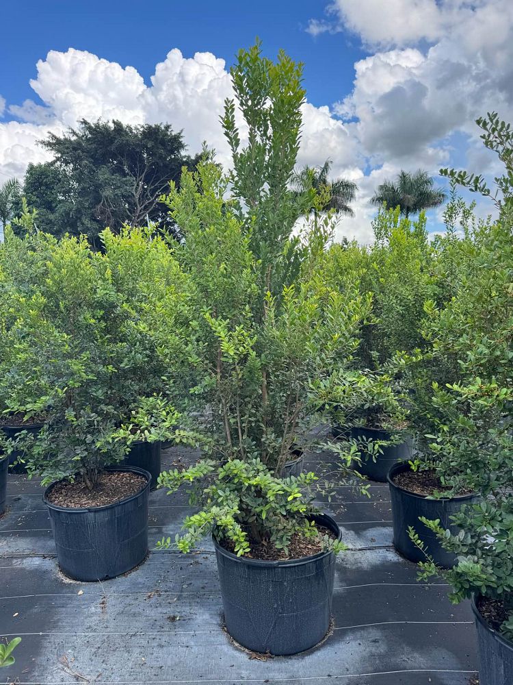 eugenia-foetida-spanish-stopper
