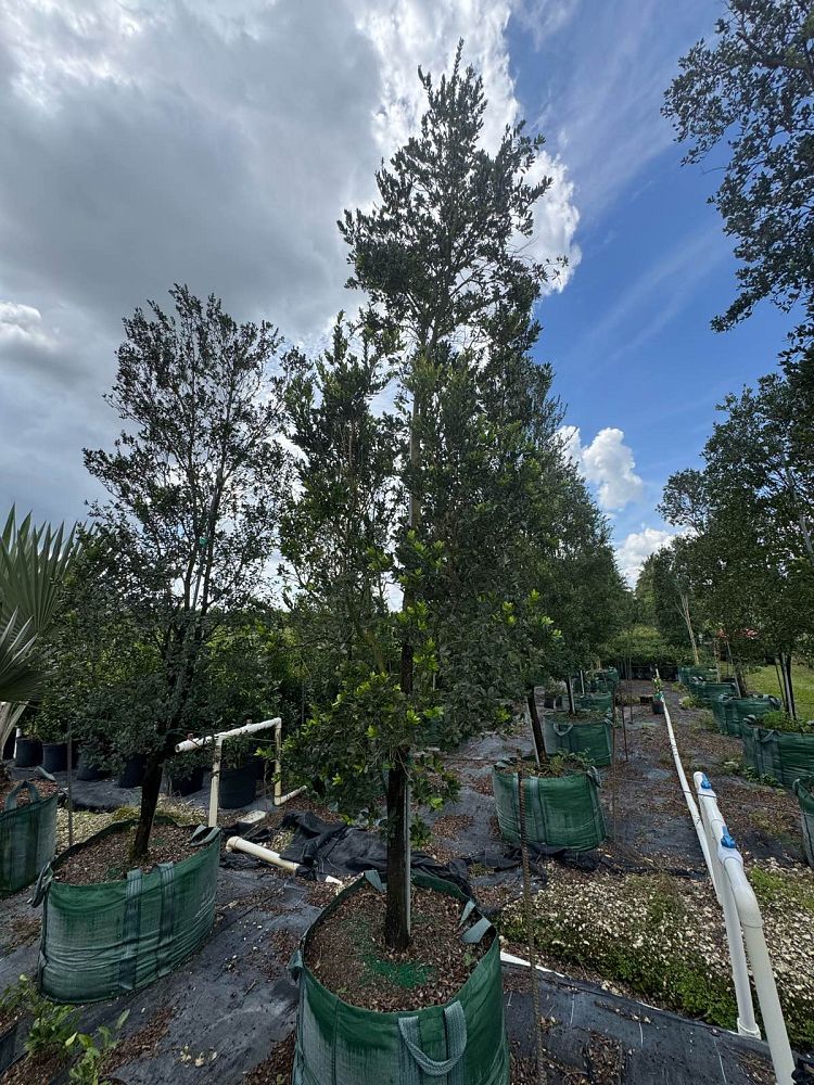 eugenia-foetida-spanish-stopper
