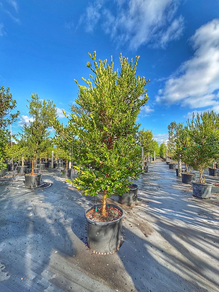 eugenia-foetida-spanish-stopper