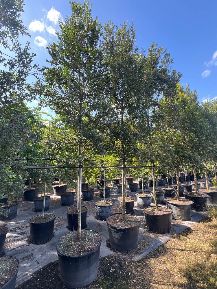 eugenia-foetida-spanish-stopper