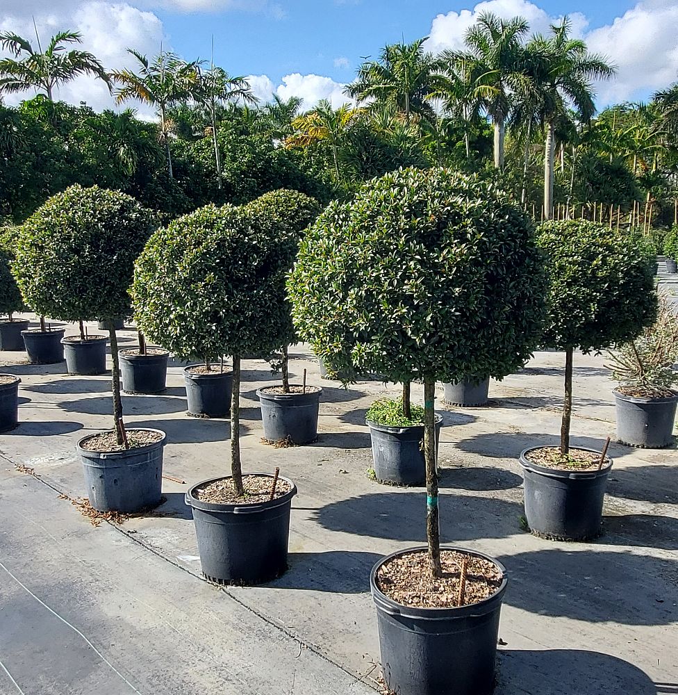 eugenia-globulus-topiary-1-ball-syzygium-paniculatum-globulus