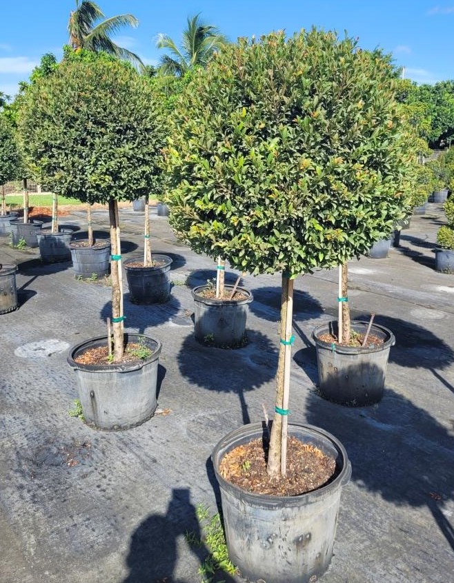 eugenia-globulus-topiary-1-ball-syzygium-paniculatum-globulus