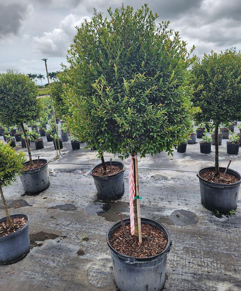 eugenia-globulus-topiary-1-ball-syzygium-paniculatum-globulus