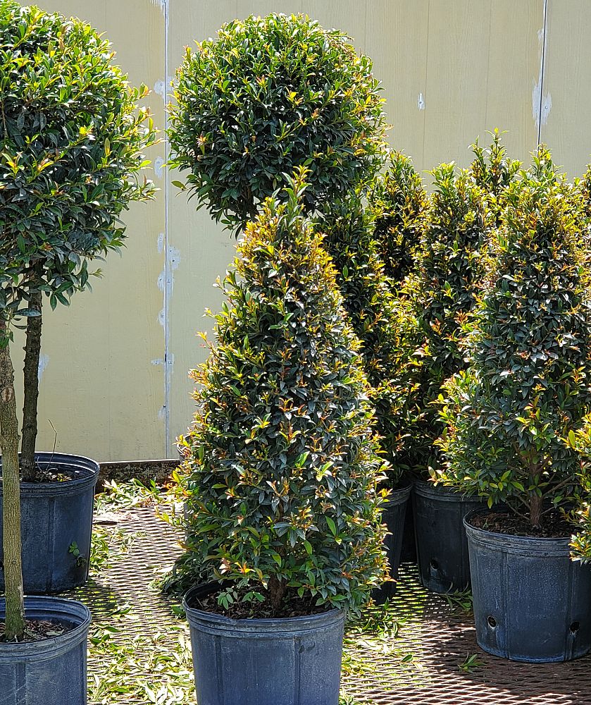 eugenia-globulus-topiary-1-ball-syzygium-paniculatum-globulus