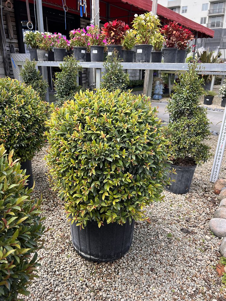 eugenia-globulus-topiary-1-ball-syzygium-paniculatum-globulus