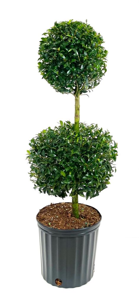 eugenia-globulus-topiary-2-ball-syzygium-paniculatum-globulus