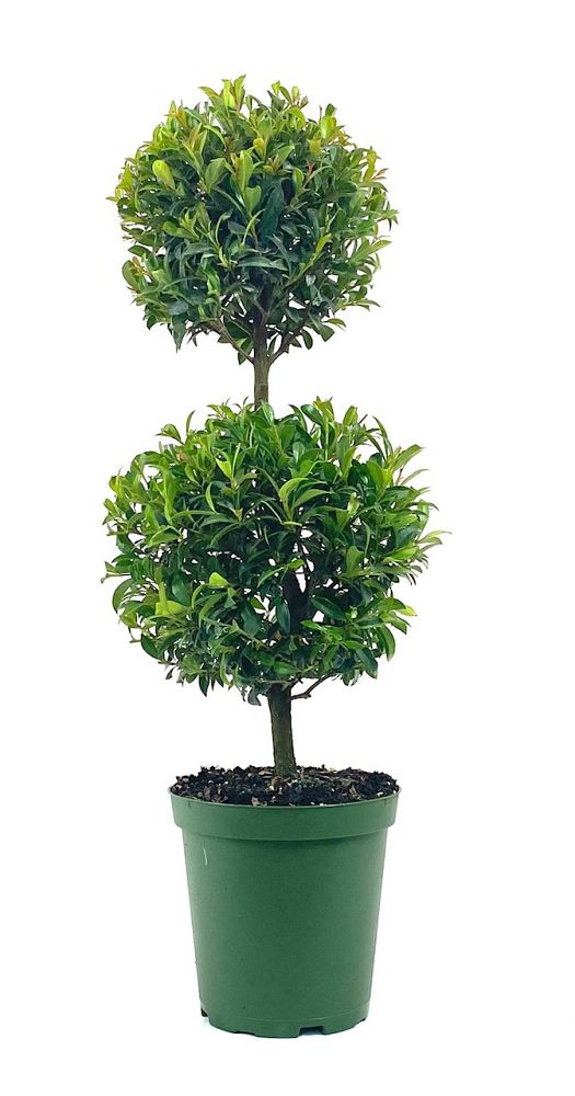 eugenia-globulus-topiary-2-ball-syzygium-paniculatum-globulus