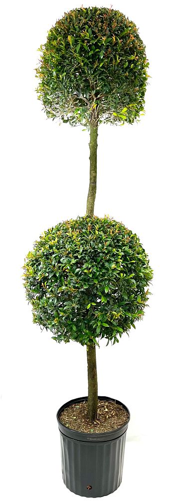eugenia-globulus-topiary-2-ball-syzygium-paniculatum-globulus