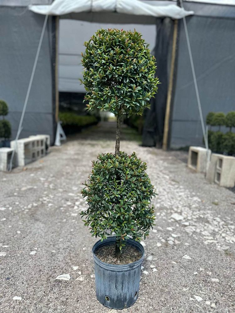 eugenia-globulus-topiary-2-ball-syzygium-paniculatum-globulus