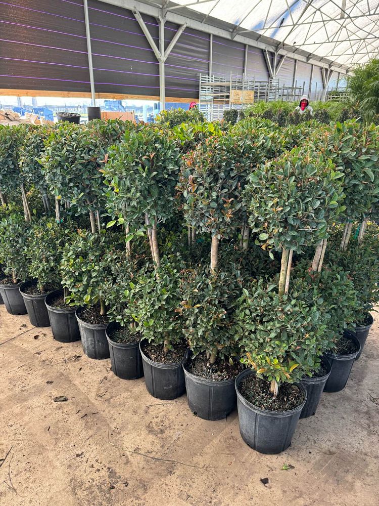 eugenia-globulus-topiary-2-ball-syzygium-paniculatum-globulus