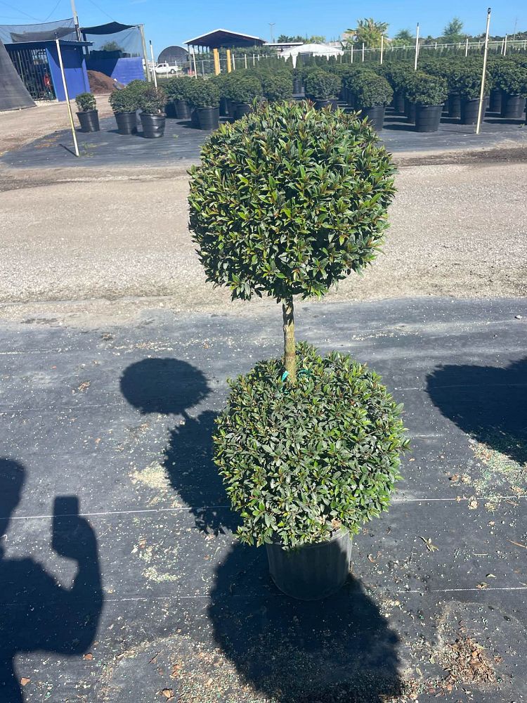 eugenia-globulus-topiary-2-ball-syzygium-paniculatum-globulus