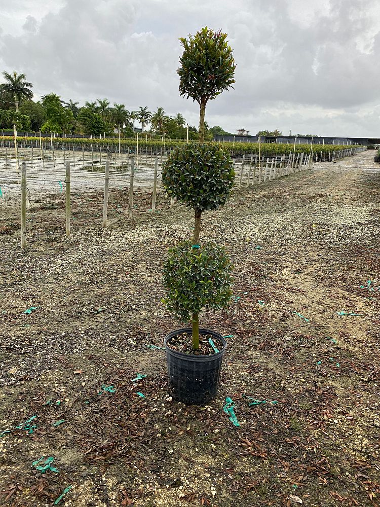 eugenia-globulus-topiary-3-ball-syzygium-paniculatum-globulus