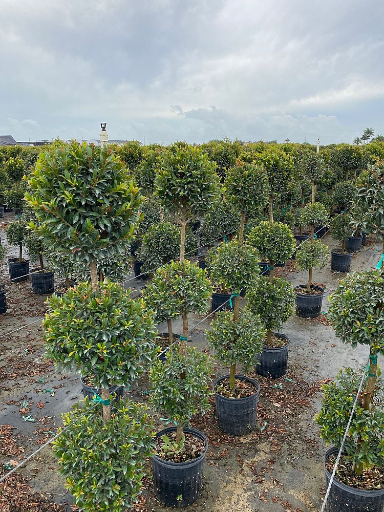 eugenia-globulus-topiary-3-ball-syzygium-paniculatum-globulus