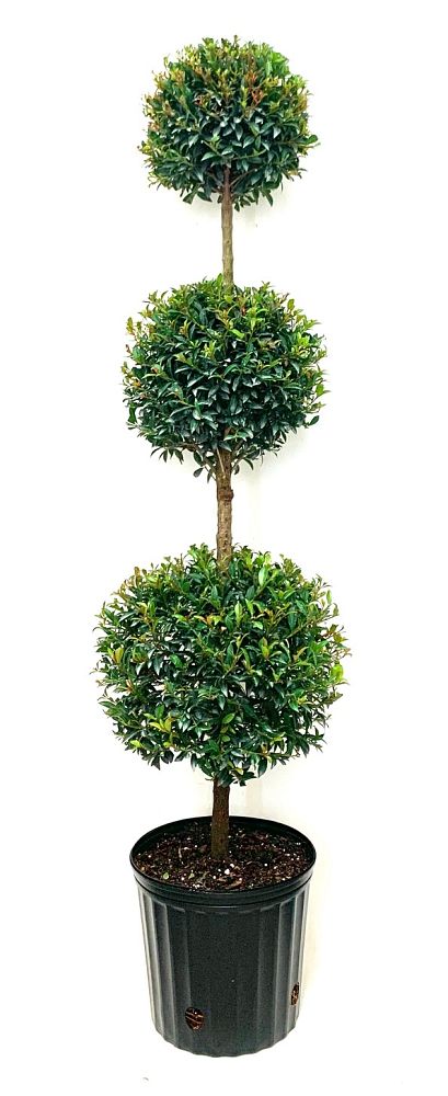 eugenia-globulus-topiary-3-ball-syzygium-paniculatum-globulus