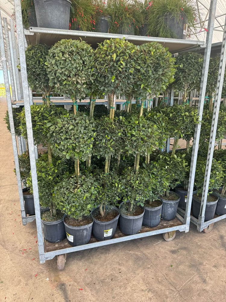 eugenia-globulus-topiary-3-ball-syzygium-paniculatum-globulus