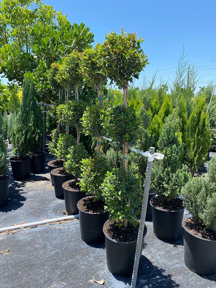 eugenia-globulus-topiary-3-ball-syzygium-paniculatum-globulus