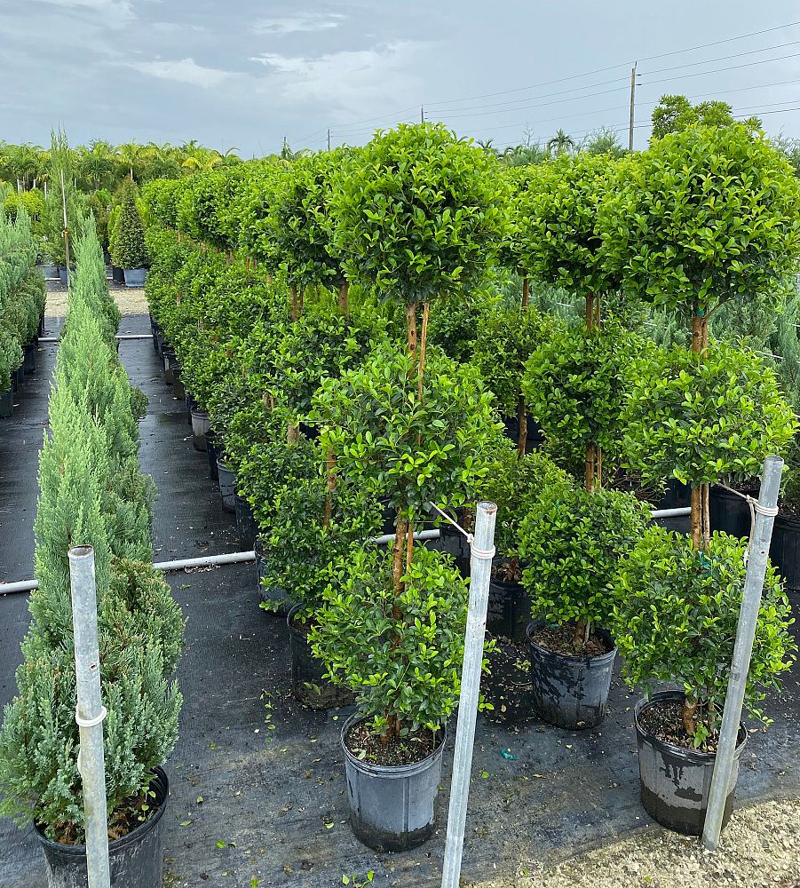 eugenia-globulus-topiary-3-ball-syzygium-paniculatum-globulus