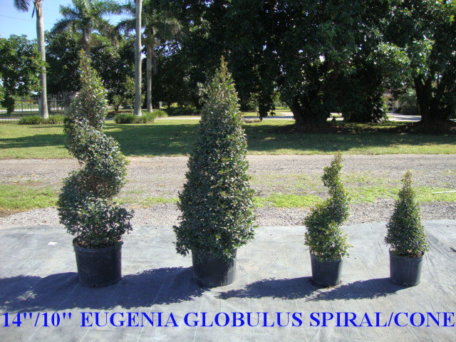 eugenia-globulus-topiary-cone-syzygium-paniculatum-globulus