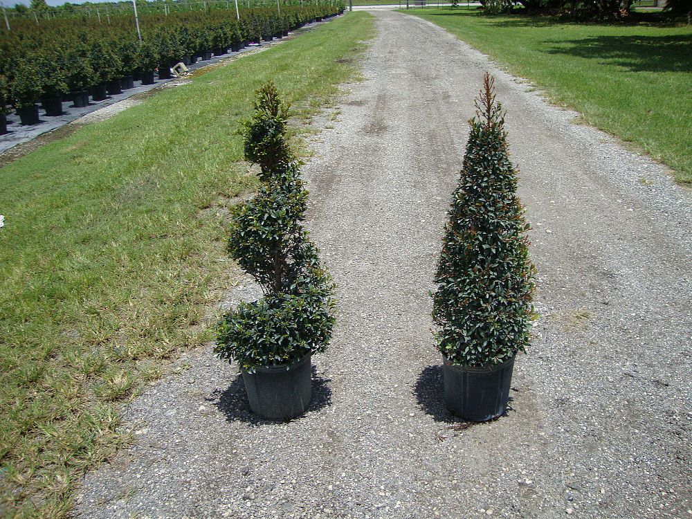 eugenia-globulus-topiary-cone-syzygium-paniculatum-globulus