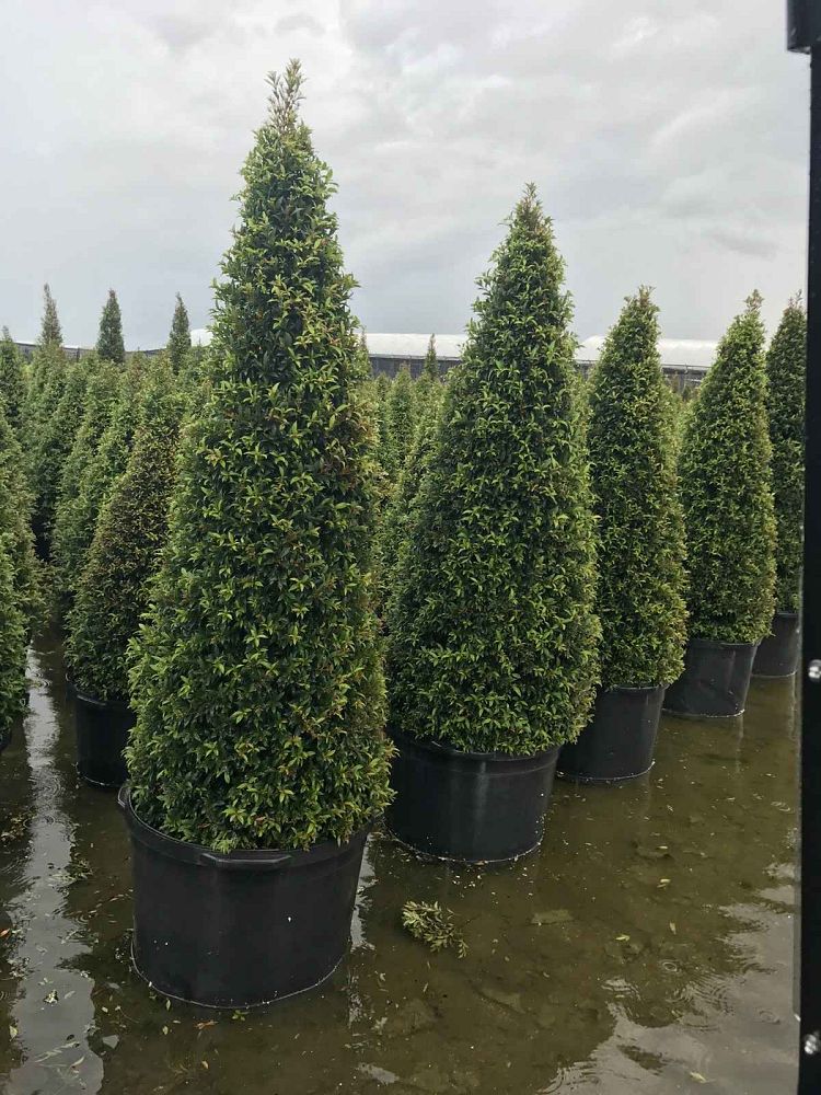 eugenia-globulus-topiary-cone-syzygium-paniculatum-globulus