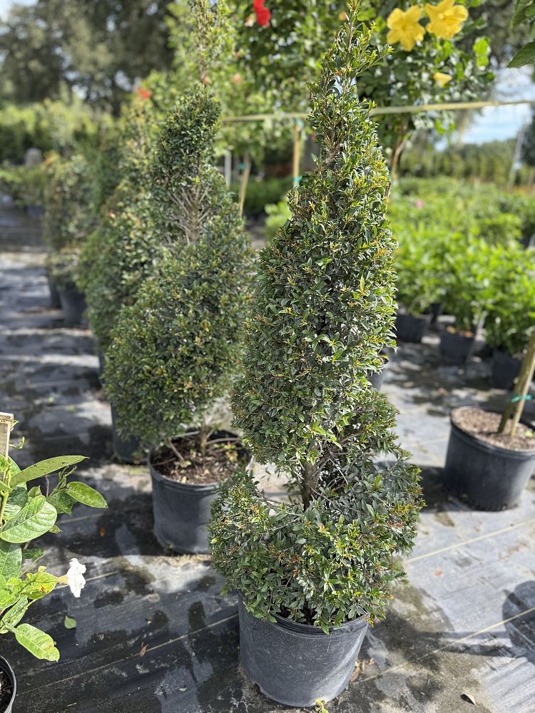 eugenia-globulus-topiary-cone-syzygium-paniculatum-globulus