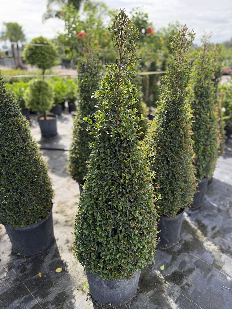 eugenia-globulus-topiary-cone-syzygium-paniculatum-globulus