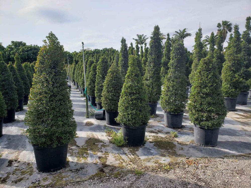 eugenia-globulus-topiary-cone-syzygium-paniculatum-globulus