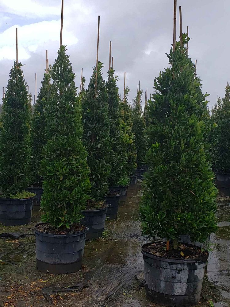 eugenia-globulus-topiary-cone-syzygium-paniculatum-globulus