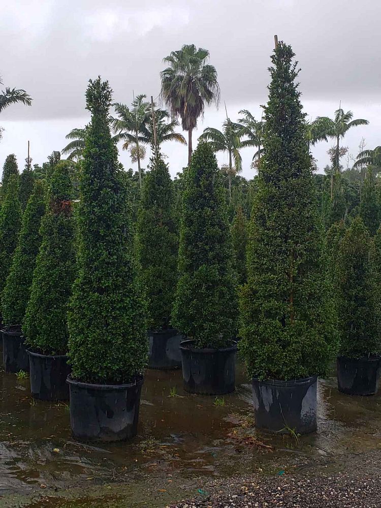 eugenia-globulus-topiary-cone-syzygium-paniculatum-globulus